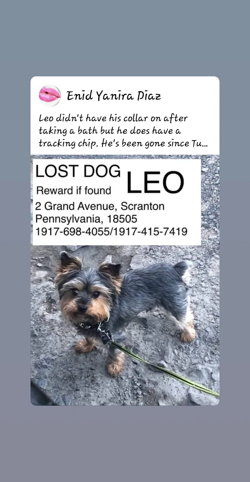Lost dog in Scranton, PA, 18505
