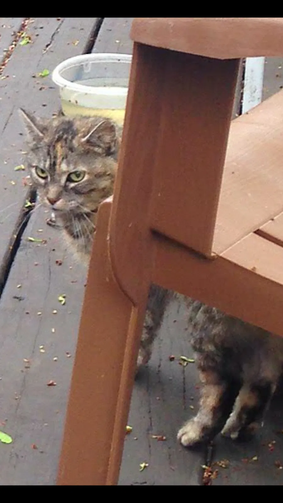 Lost cat in Plainwell, MI, 49080