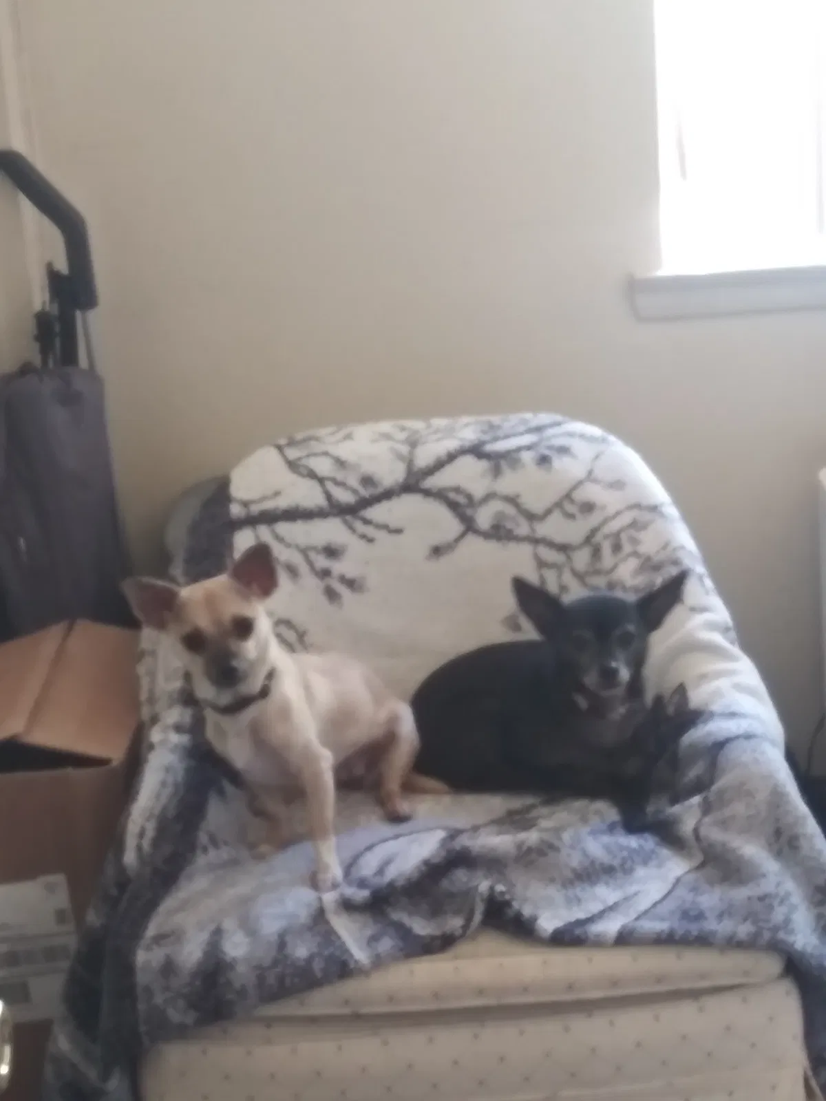 Lost dog in Perris, CA, 92570