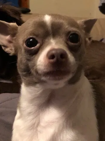 Lost dog in Broken Arrow, OK, 74012