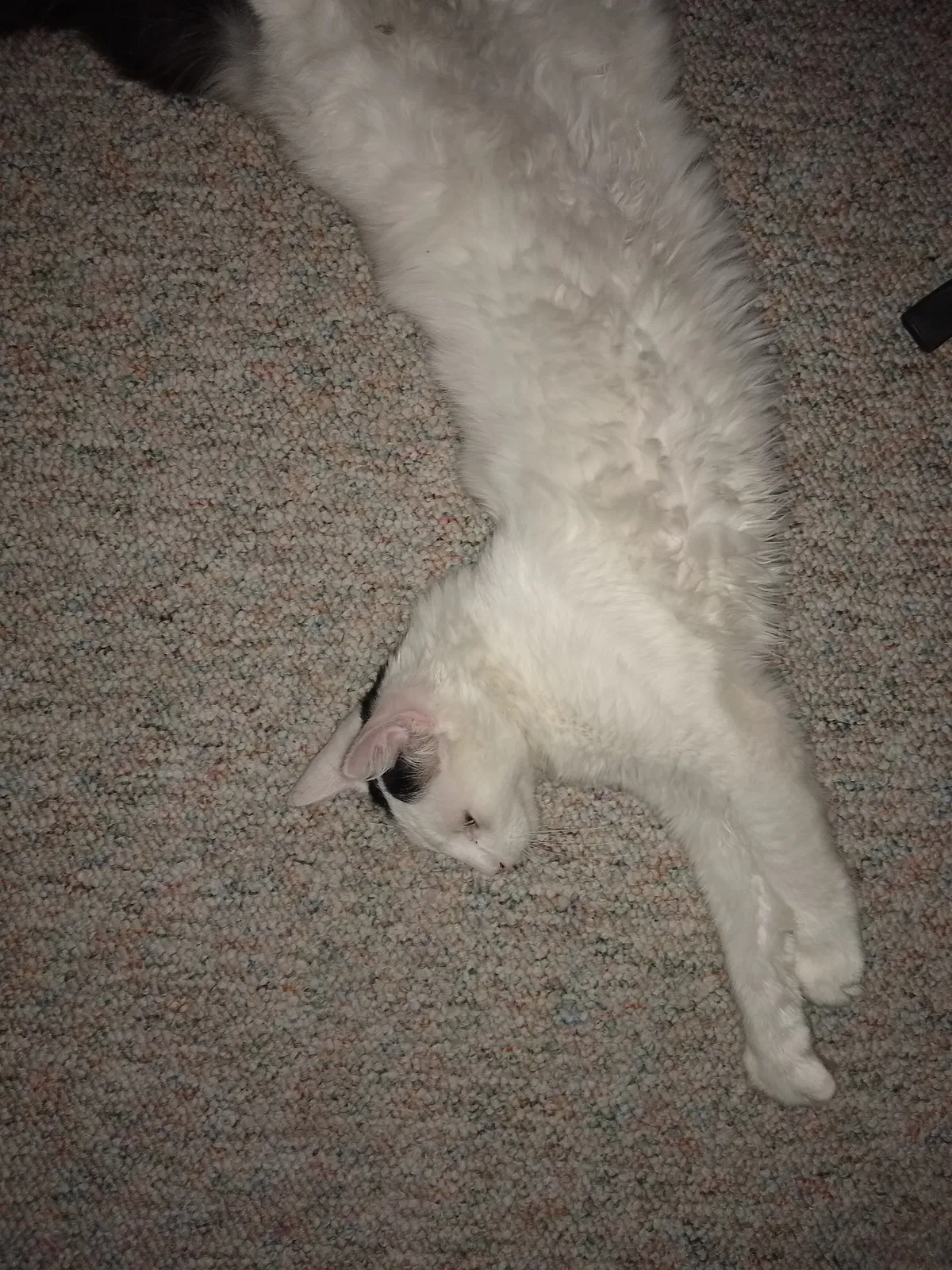 Lost cat in Salt Lake City, UT, 84105