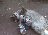 Lost cat in Denver, CO, 80260
