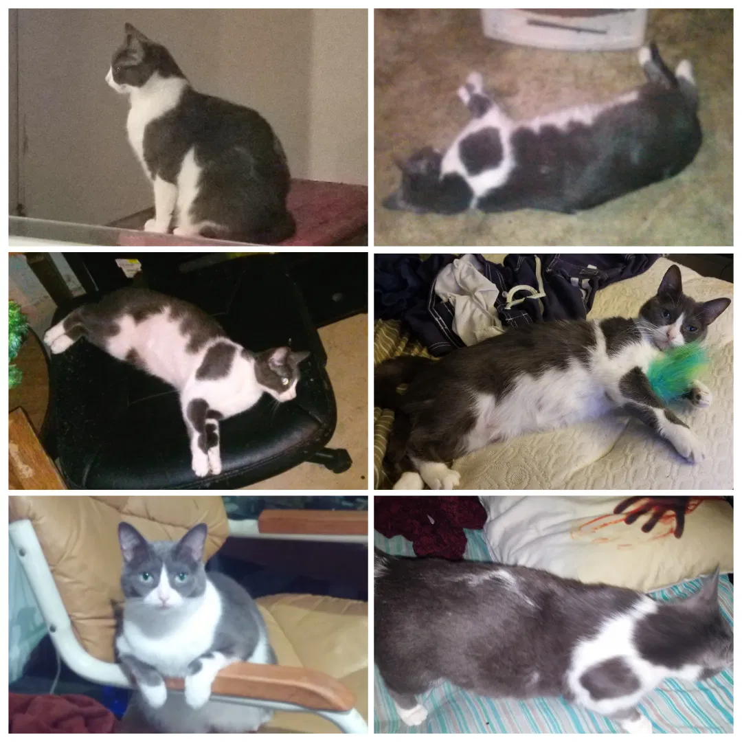 Lost cat in Farmington, MI, 48334