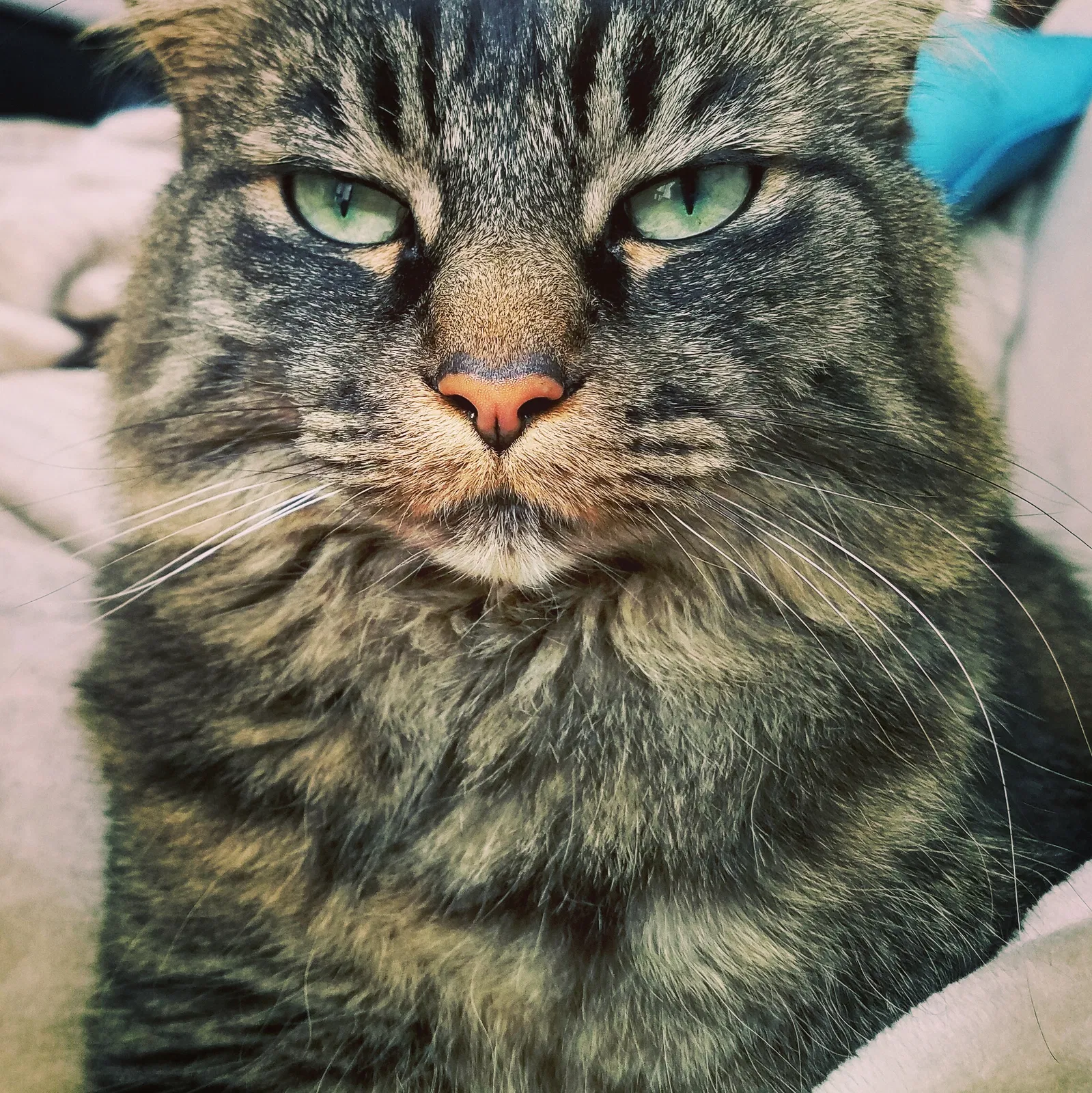 Lost cat in Albuquerque, NM, 87120