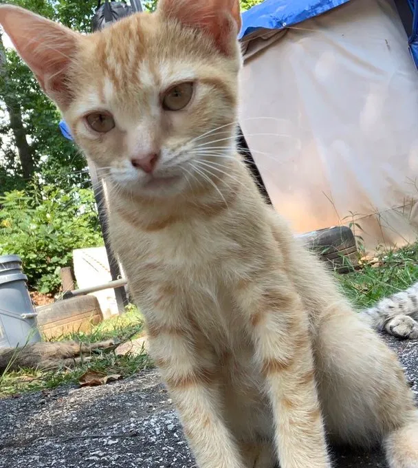 Lost cat in Douglasville, GA, 30135