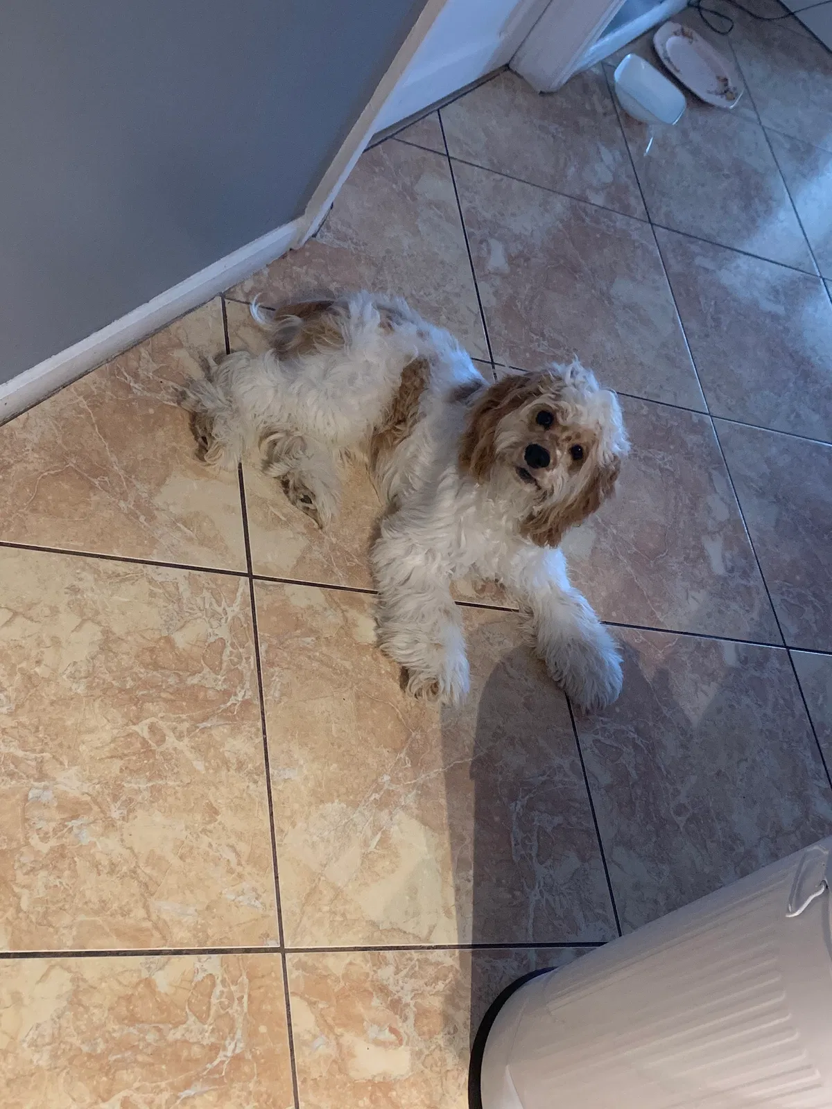 Lost dog in Miami, FL, 33177