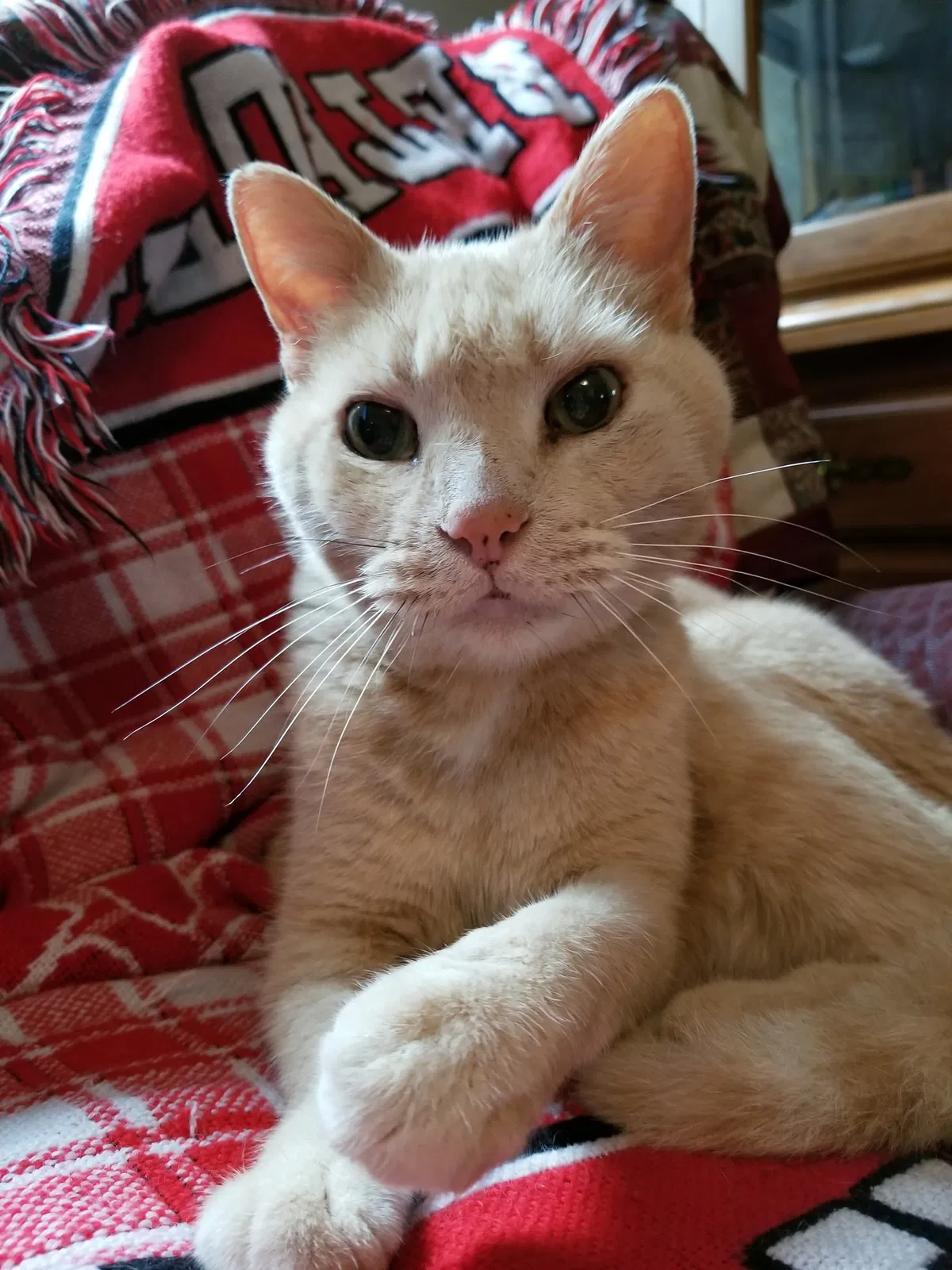 Lost cat in Faribault, MN, 55021