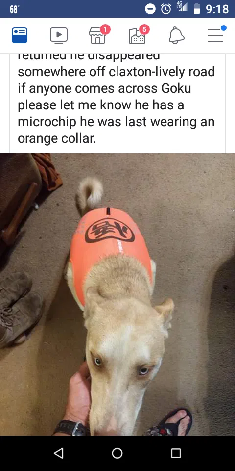 Lost dog in Waynesboro, GA, 30830