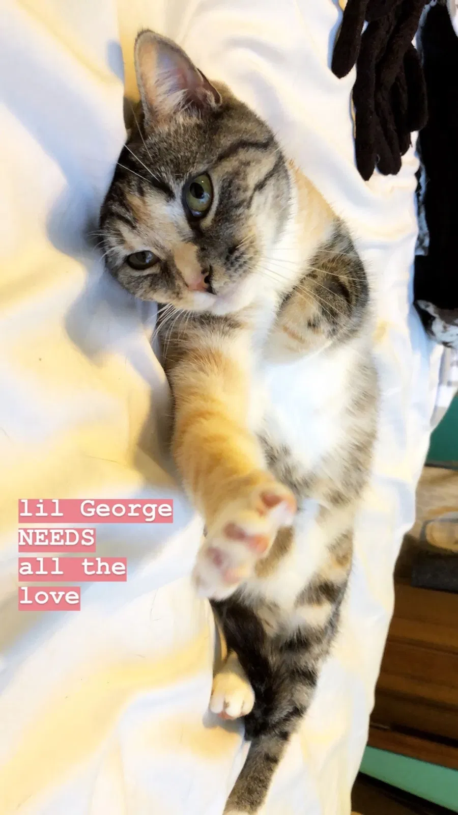 Lost cat in Flowery Branch, GA, 30542