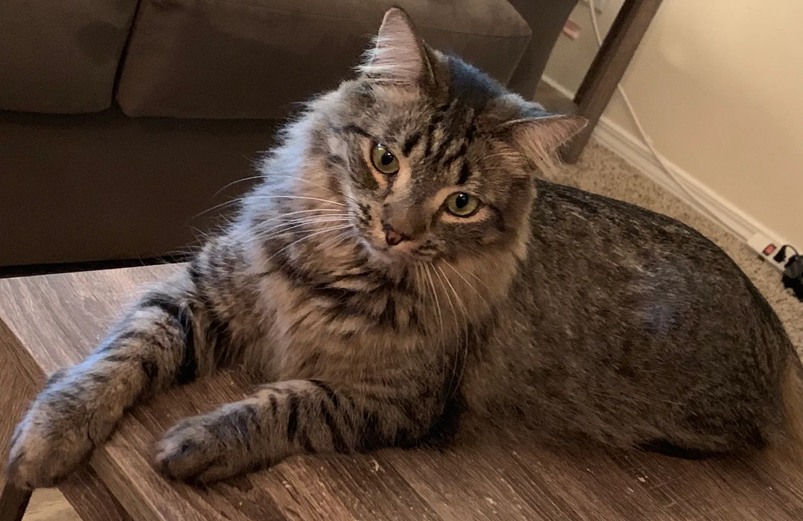 Lost cat in Marietta, GA, 30066