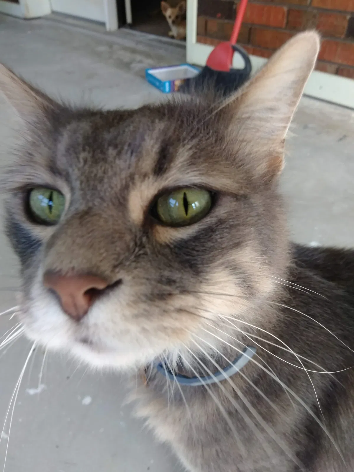 Lost cat in Broken Arrow, OK, 74012