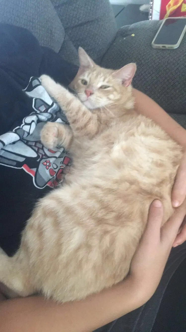 Lost cat in Cleveland, OH, 44111