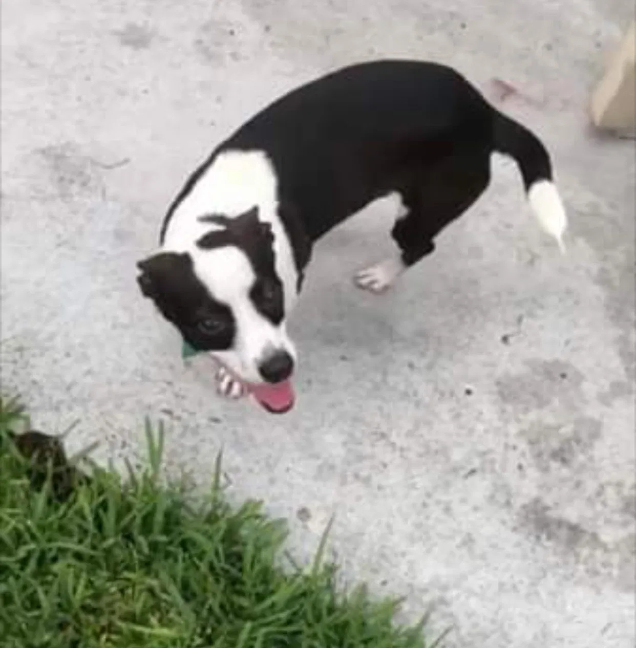 Lost dog in Channelview, TX, 77530