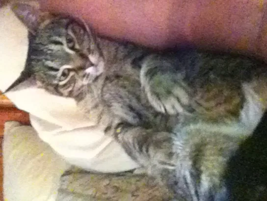 Lost cat in Monticello, MN, 55362