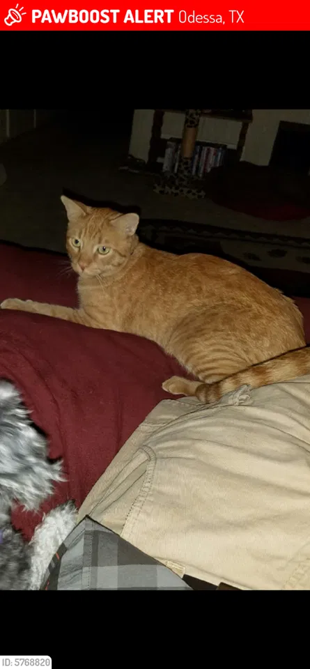 Lost cat in Odessa, TX, 79762