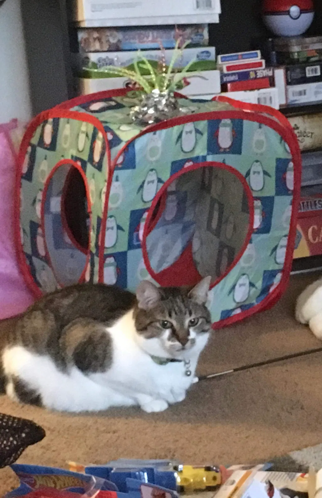 Lost cat in Holt, MI, 48842