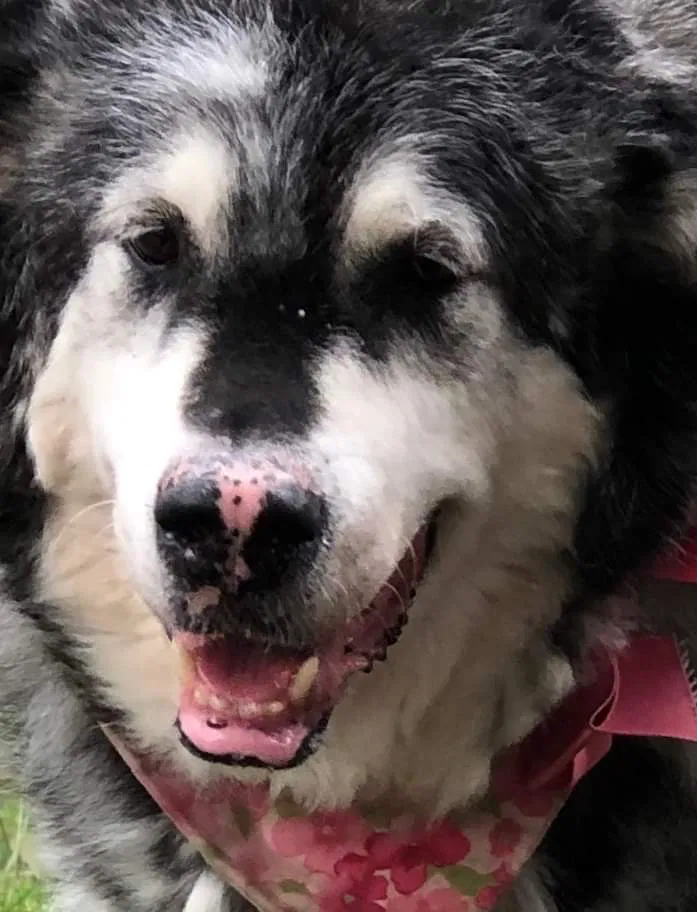 Lost dog in Belle Vernon, PA, 15012