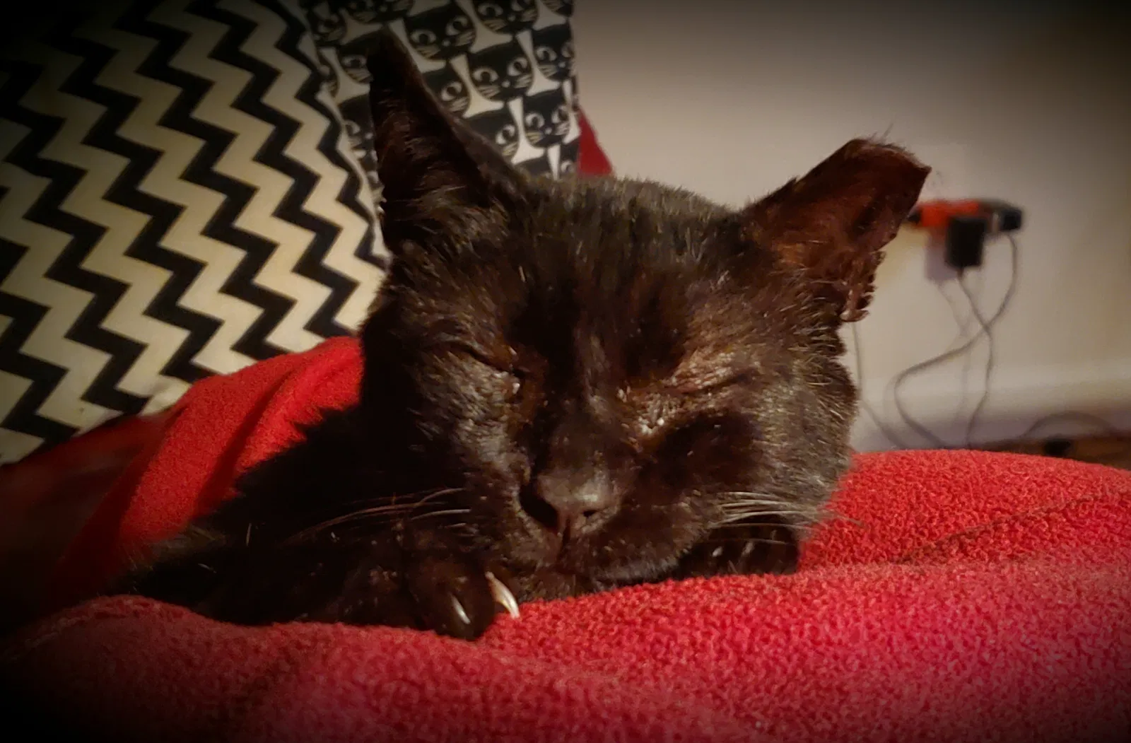 Lost cat in Lawrenceville, GA, 30044