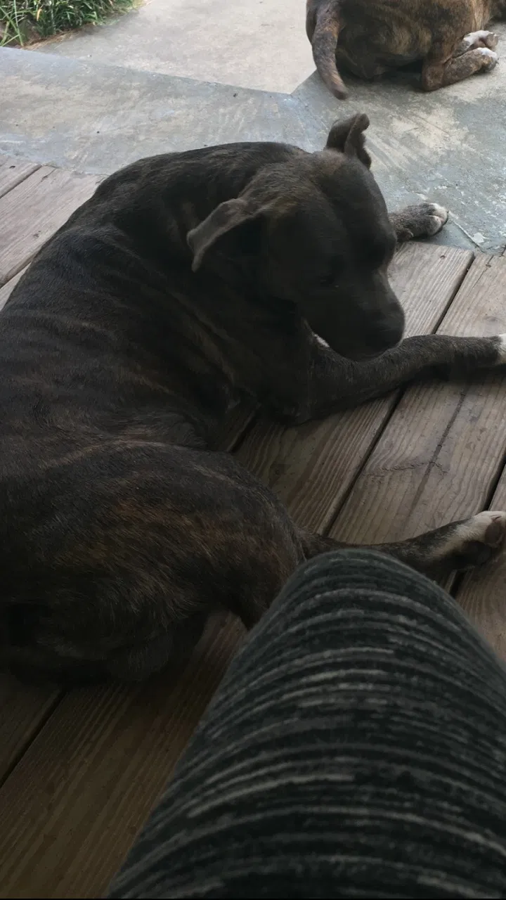 Lost dog in Mershon, GA, 31551