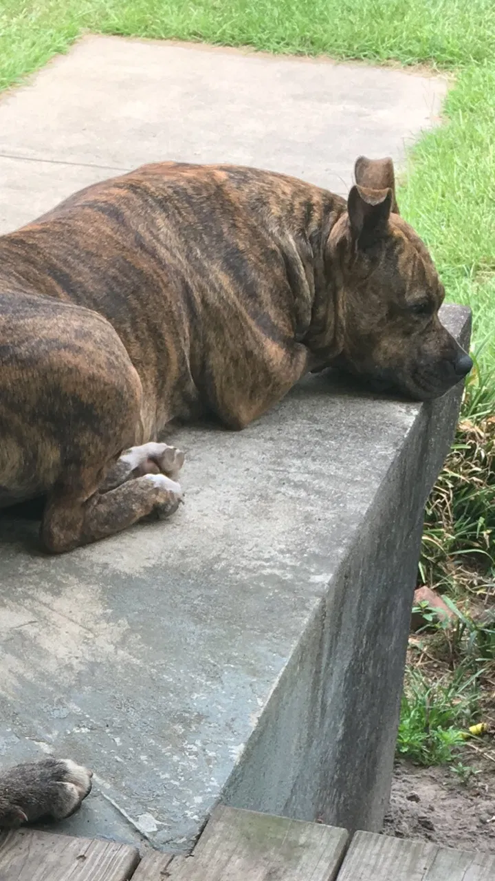 Lost dog in Mershon, GA, 31551