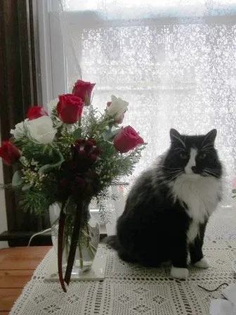 Lost cat in Fort Myers, FL, 33907