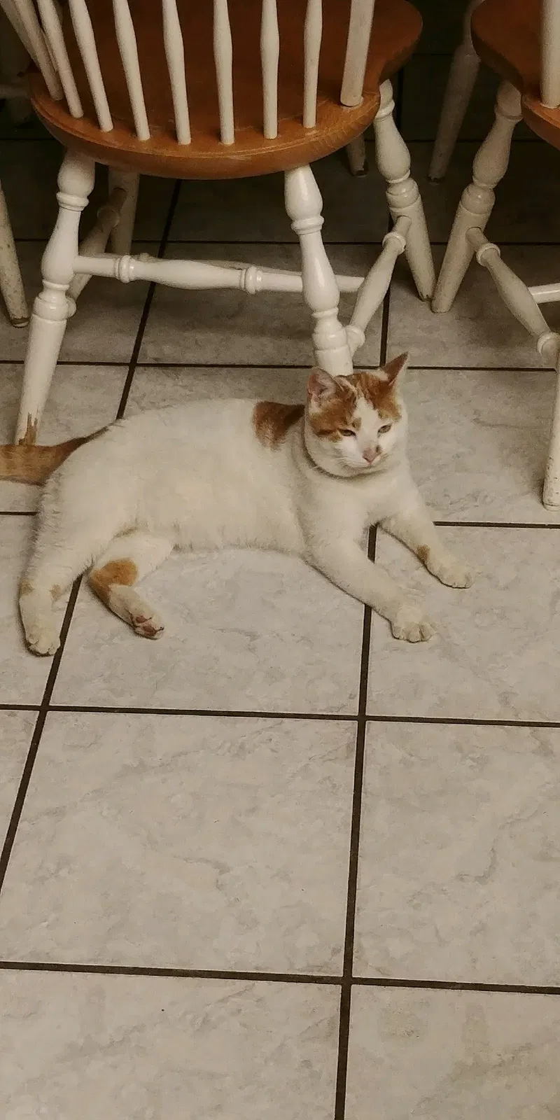 Lost cat in San Antonio, TX, 78263