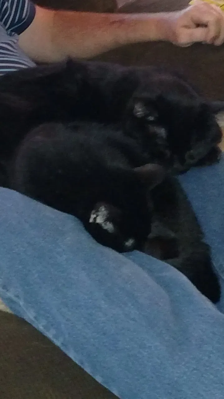 Lost cat in East Peoria, IL, 61611