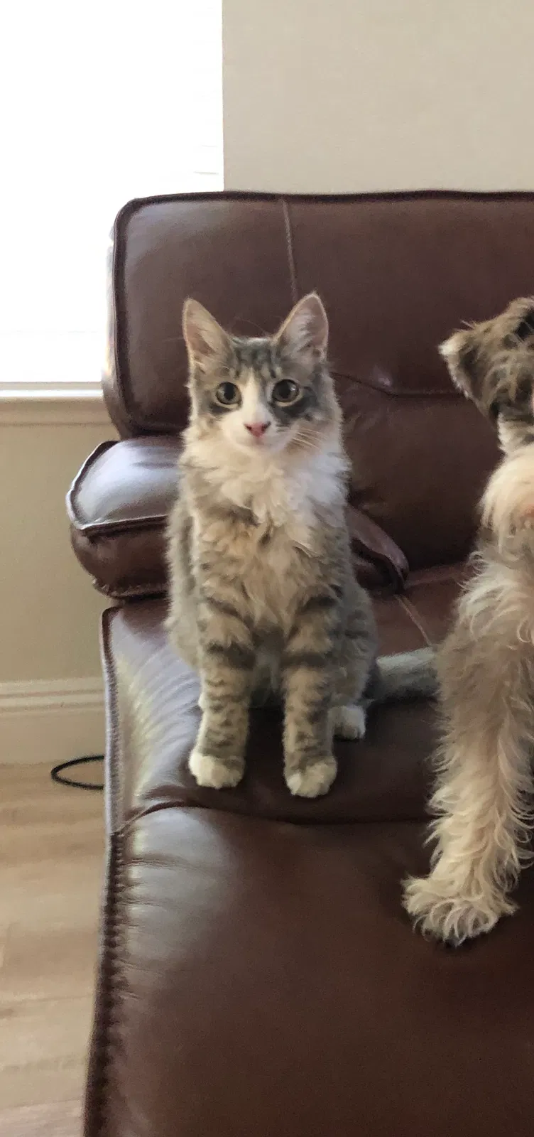 Lost cat in Rocklin, CA, 95765