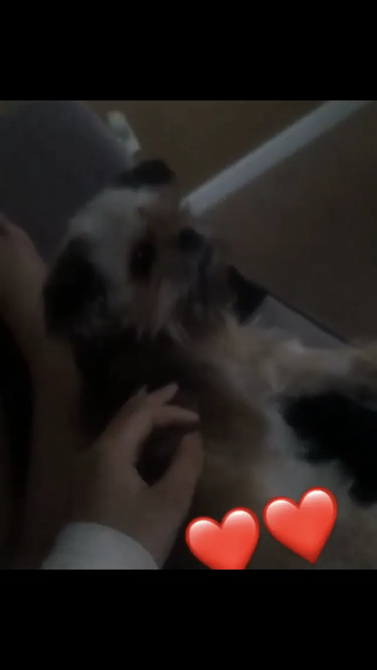 Lost dog in Inkster, MI, 48141