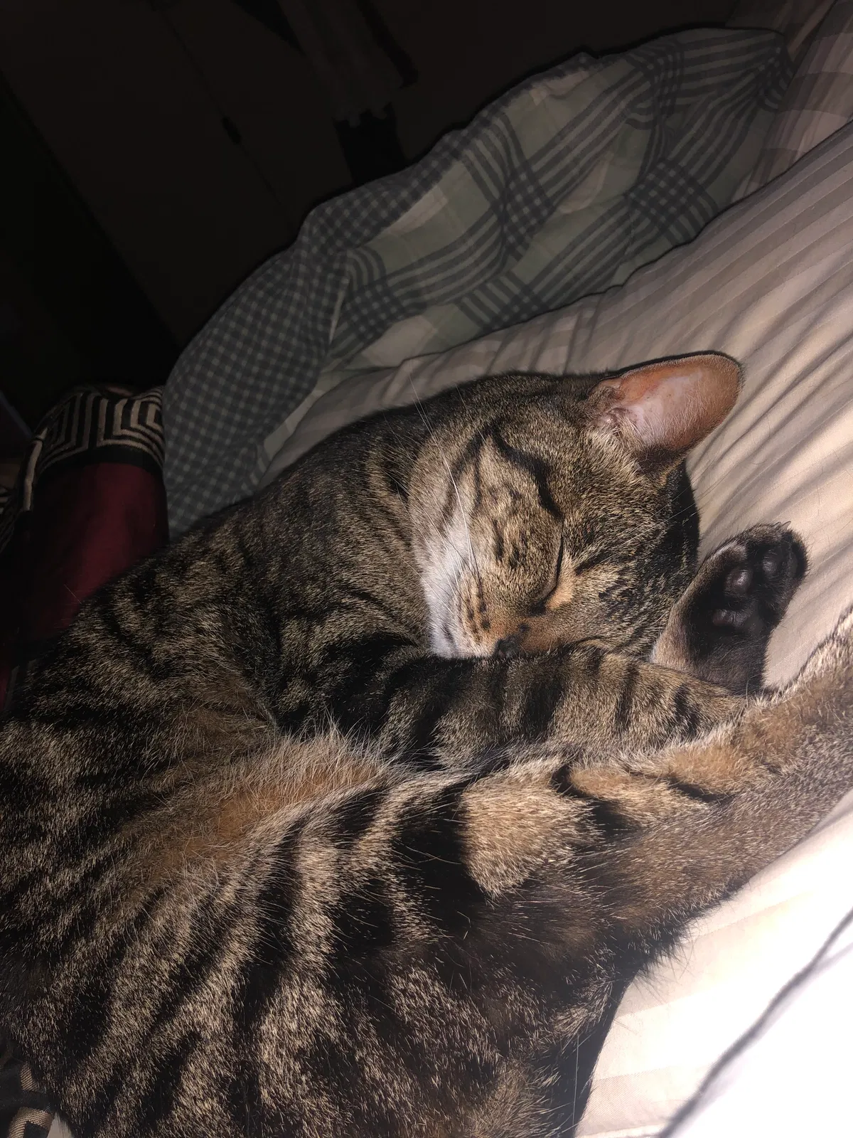 Lost cat in Lafayette, IN, 47905