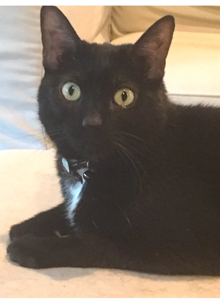 Lost cat in Alamo, CA, 94507