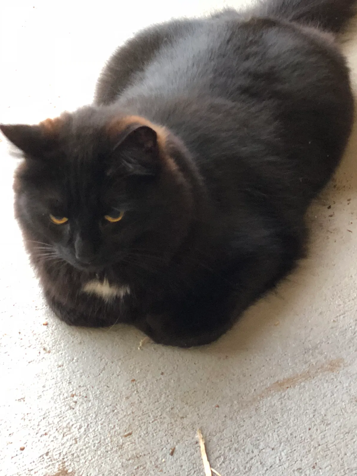 Lost cat in Palmer, AK, 99645