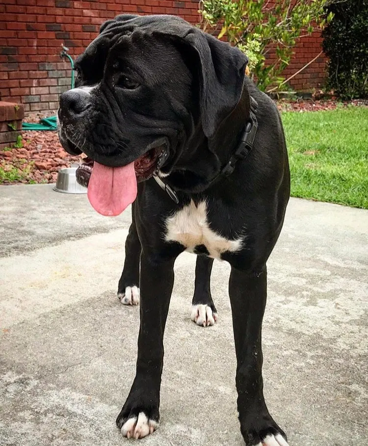 Lost dog in Mershon, GA, 31551