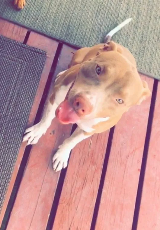 Lost dog in El Paso, TX, 79936