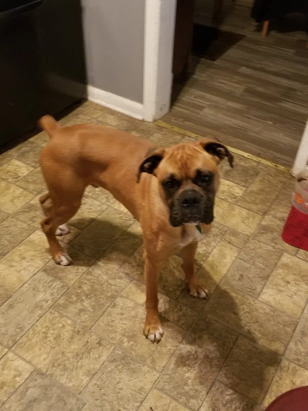 Lost dog in Pryor, OK, 74361