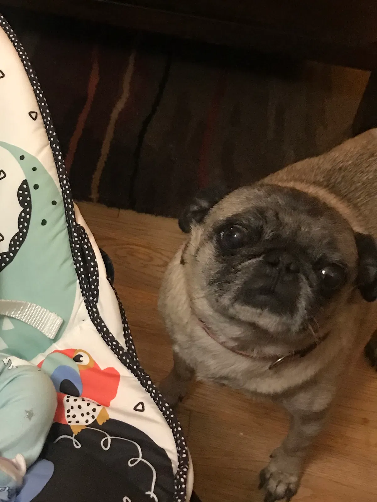 Lost dog in Albuquerque, NM, 87102