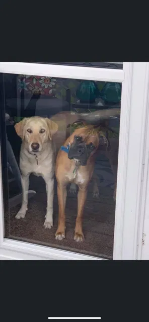 Lost dog in Pryor, OK, 74361