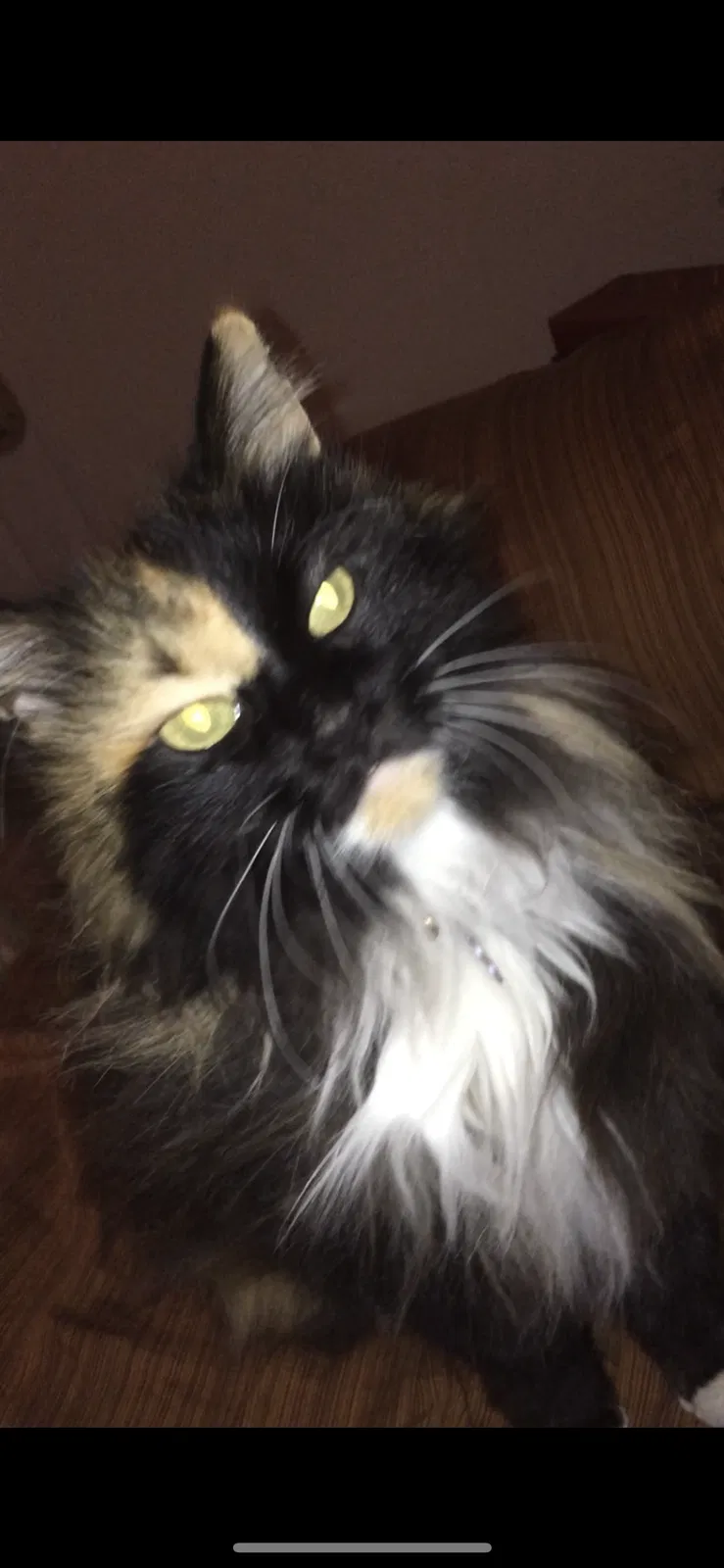 Lost cat in Abilene, TX, 79606