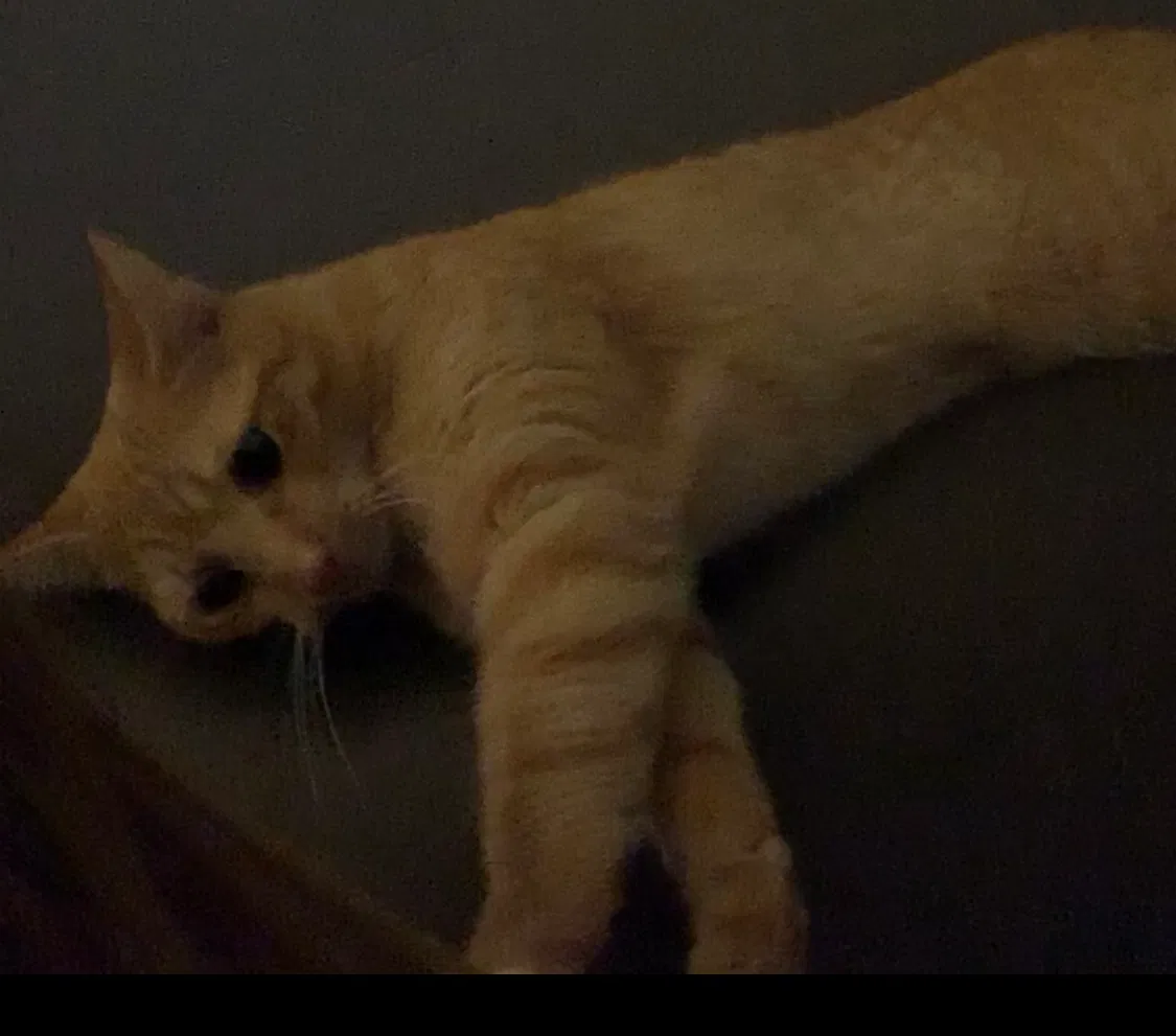 Lost cat in Sacramento, CA, 95821
