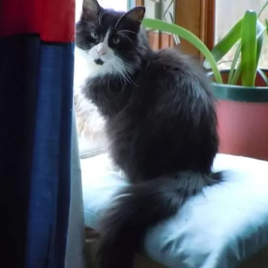 Lost cat in Milwaukee, WI, 53208