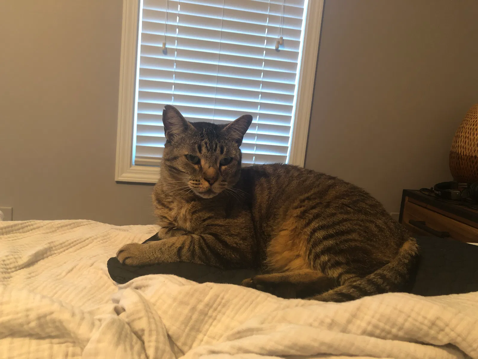 Lost cat in Buford, GA, 30518