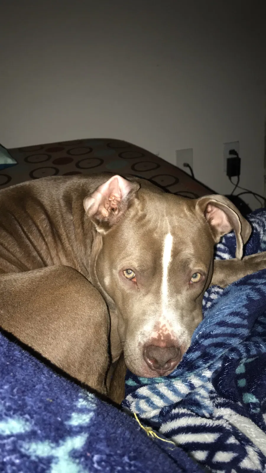 Lost dog in Greensboro, NC, 27405