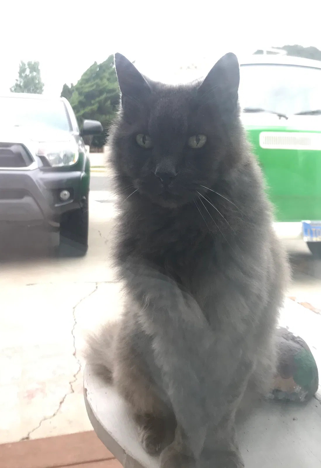 Lost cat in San Diego, CA, 92117