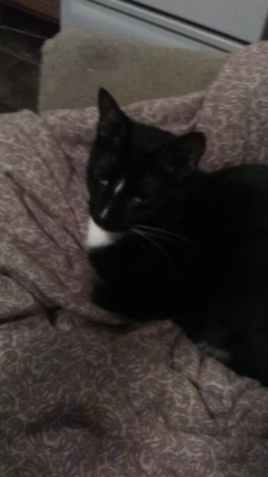 Lost cat in Wichita, KS, 67214