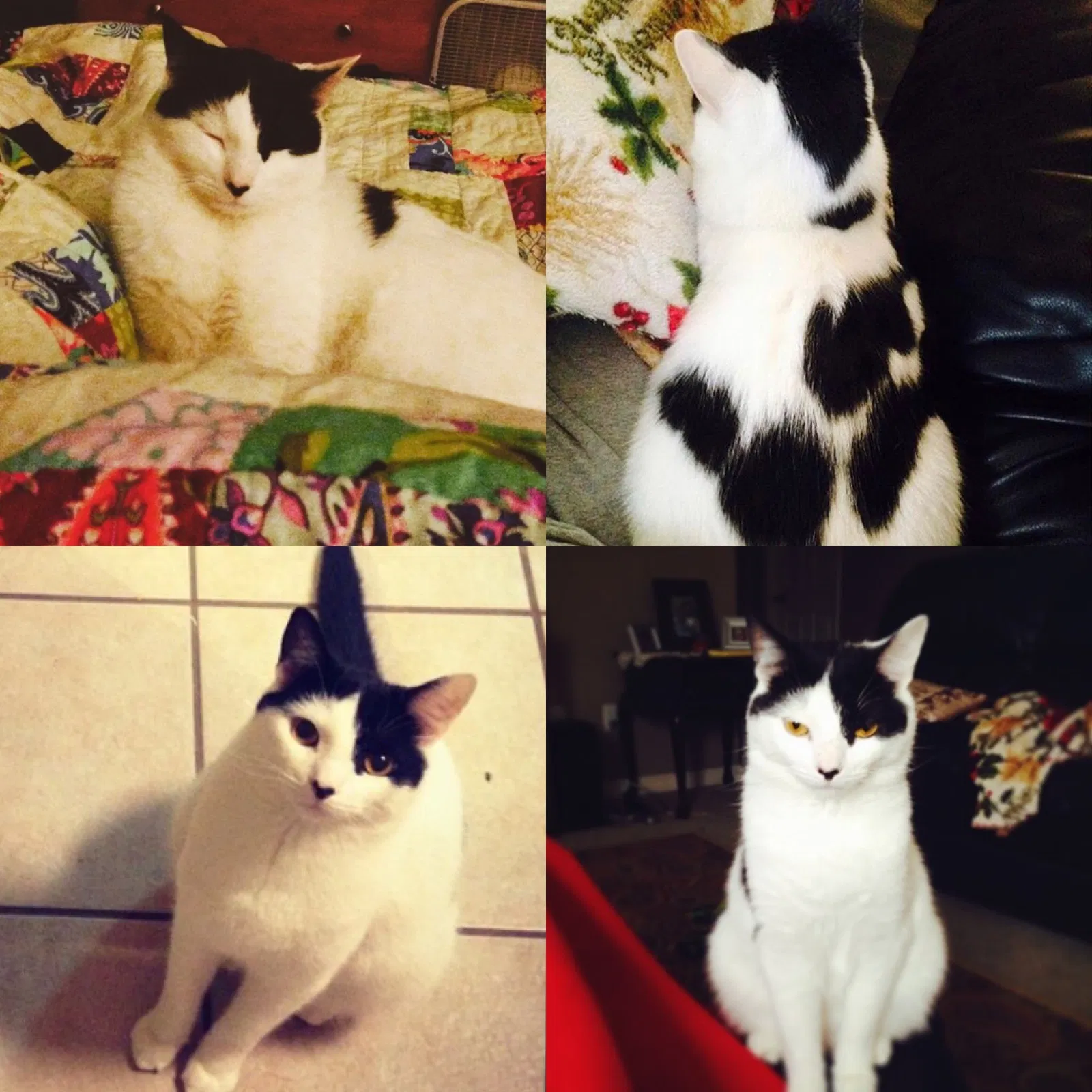 Lost cat in Olive Branch, MS, 38654