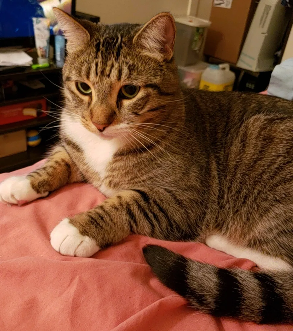 Lost cat in San Bernardino, CA, 92407