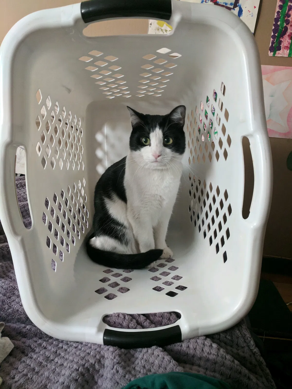 Lost cat in Santa Barbara, CA, 93105
