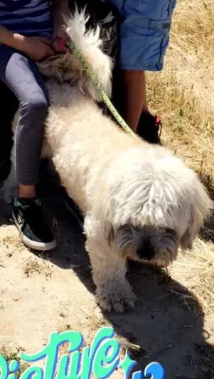 Lost dog in Fresno, CA, 93727