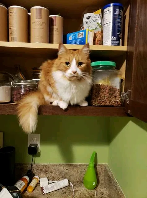 Lost cat in Buckley, WA, 98321