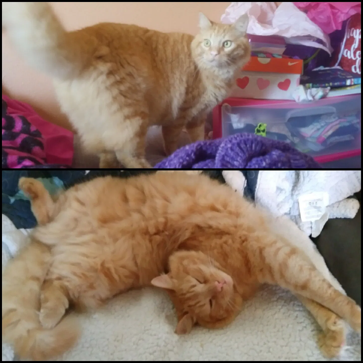 Lost cat in Hernando, FL, 34442